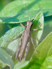 Melanoplus cinereus