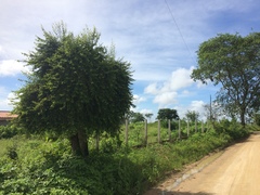 Ruprechtia laxiflora