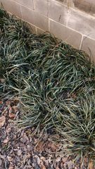 Ophiopogon