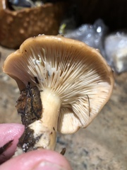 Lactarius rubidus