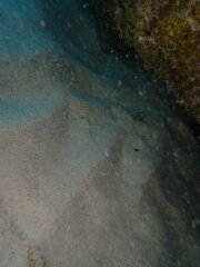 Pareques acuminatus