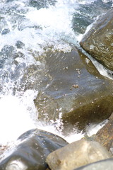 Echinolittorina peruviana