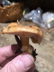 Lactarius rubidus