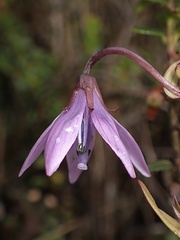 Gentianella rapunculoides