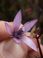 Gentianella rapunculoides