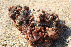 Pyura chilensis