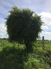 Ruprechtia laxiflora