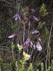 Gentianella rapunculoides
