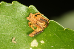 Sidymella angularis