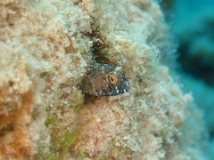 Emblemaria pandionis