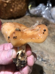Lactarius rubidus