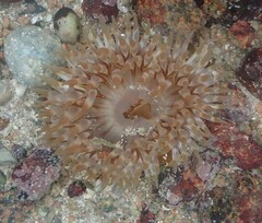 Urticina felina