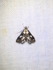 Chrysendeton imitabilis