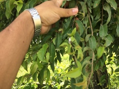 Ruprechtia laxiflora