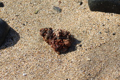 Pyura chilensis
