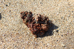 Pyura chilensis