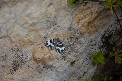 Rheumaptera hastata