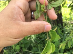 Ruprechtia laxiflora