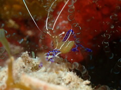 Ancylomenes pedersoni