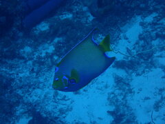 Holacanthus ciliaris