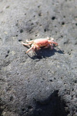 Cyclograpsus cinereus