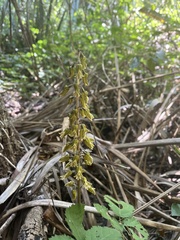 Gastrodia molloyi