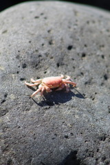 Cyclograpsus cinereus