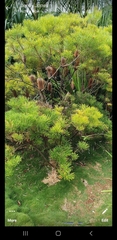 Banksia spinulosa