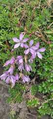 Gentianella cerastioides