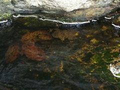 Bombina variegata pachypus