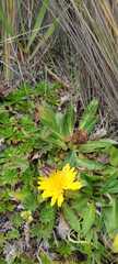 Hypochaeris sessiliflora