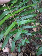 Blechnum camfieldii