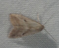 Hypenodes fractilinea