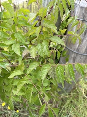 Campsis