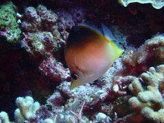 Prognathodes aculeatus