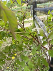 Campsis