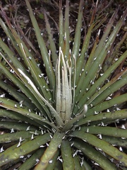 Puya clava-herculis