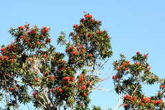 Stenocarpus sinuatus