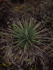 Puya clava-herculis