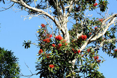 Stenocarpus sinuatus