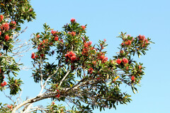 Stenocarpus sinuatus