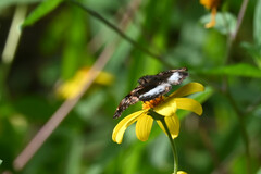 Noctuana lactifera