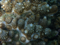 Acropora gemmifera