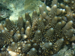Acropora gemmifera