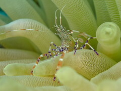 Periclimenes yucatanicus