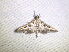 Epipagis forsythae