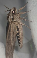 Sphinx canadensis