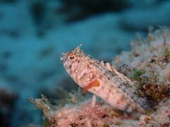 Emblemaria pandionis