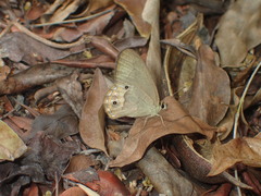 Hypocysta pseudirius