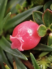 Disterigma empetrifolium